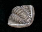 Nicely Enrolled Flexicalymene Trilobite - D #5917-1